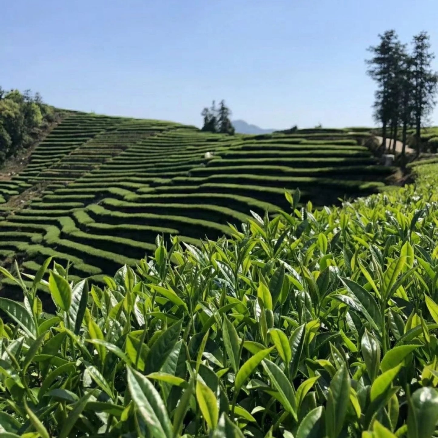 Green Tea LongJing|Chinese Gongfu Tea - TeaCeremonyLife