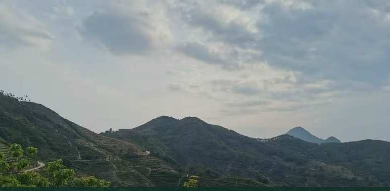 Phoenix Mountain tea garden, provided by the producer